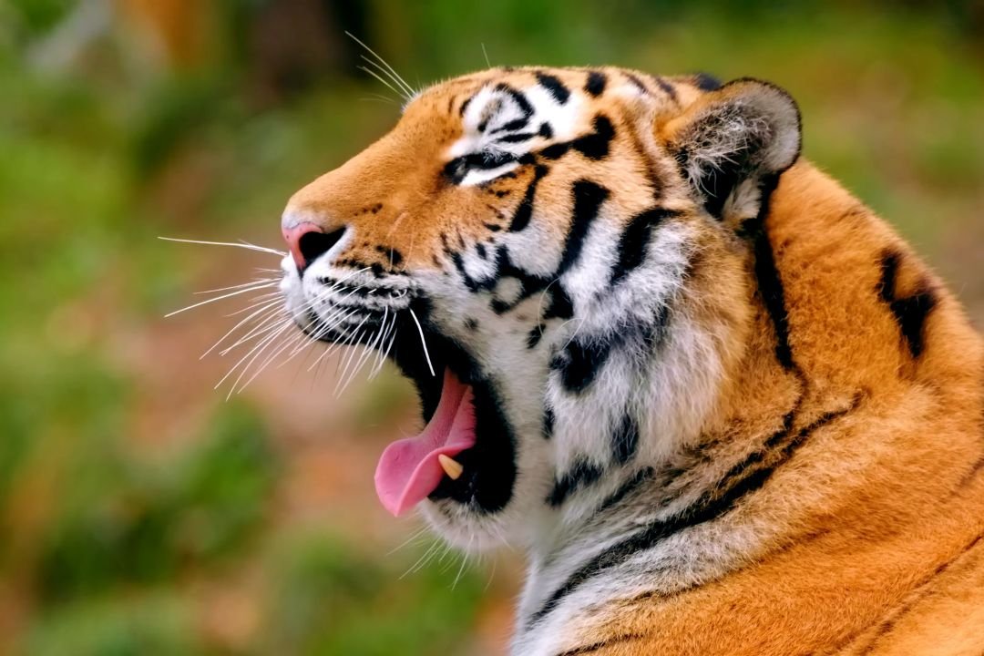 India travel destination